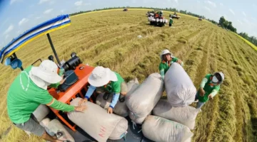 تحول استراتيجي في صناعة الأرز يعزز آفاق الإنتاج للأسواق المحلية والعالمية